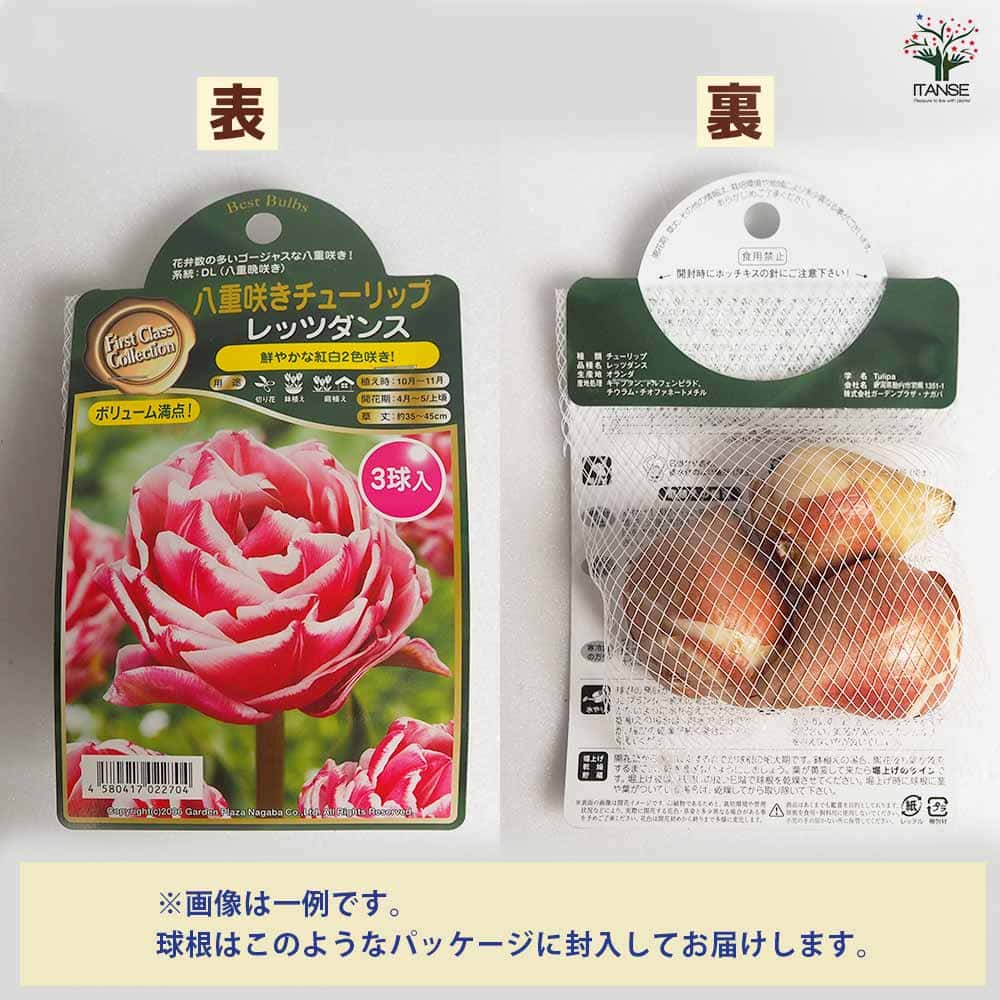 球根 原種系チューリップ レディージェーン 【花球根 5球／1個売り