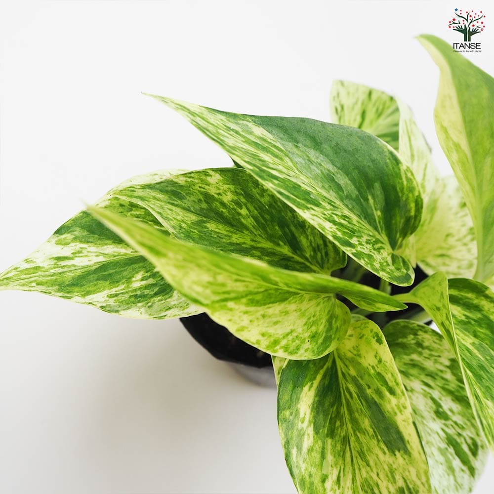 ポトス マーブルクイーン 【観葉植物 3号】｜ 【植物のITANSE