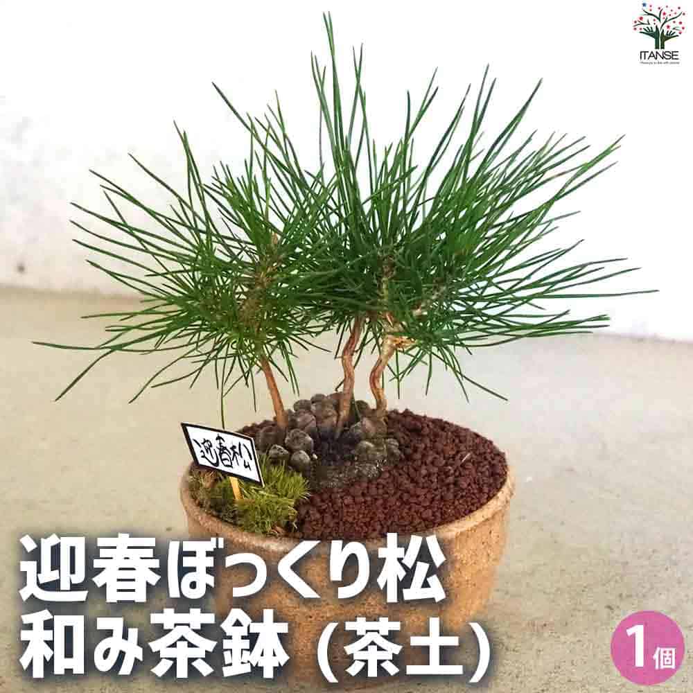 迎春ぼっくり松 和み茶鉢 【盆栽 土色：茶／1個売り】｜ 【植物の