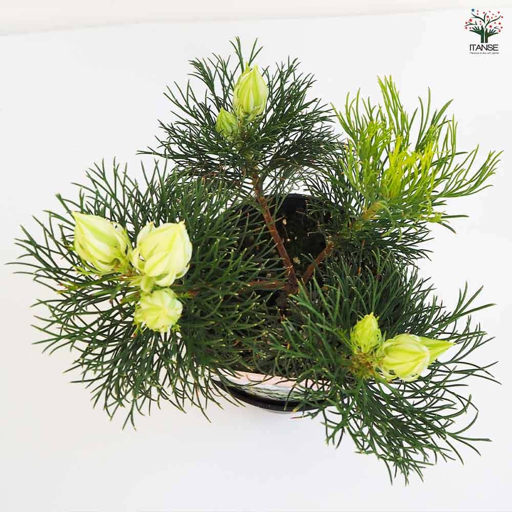 ジョーイセルリア ブラッシングブライト 【花木苗 5号鉢／1個売り