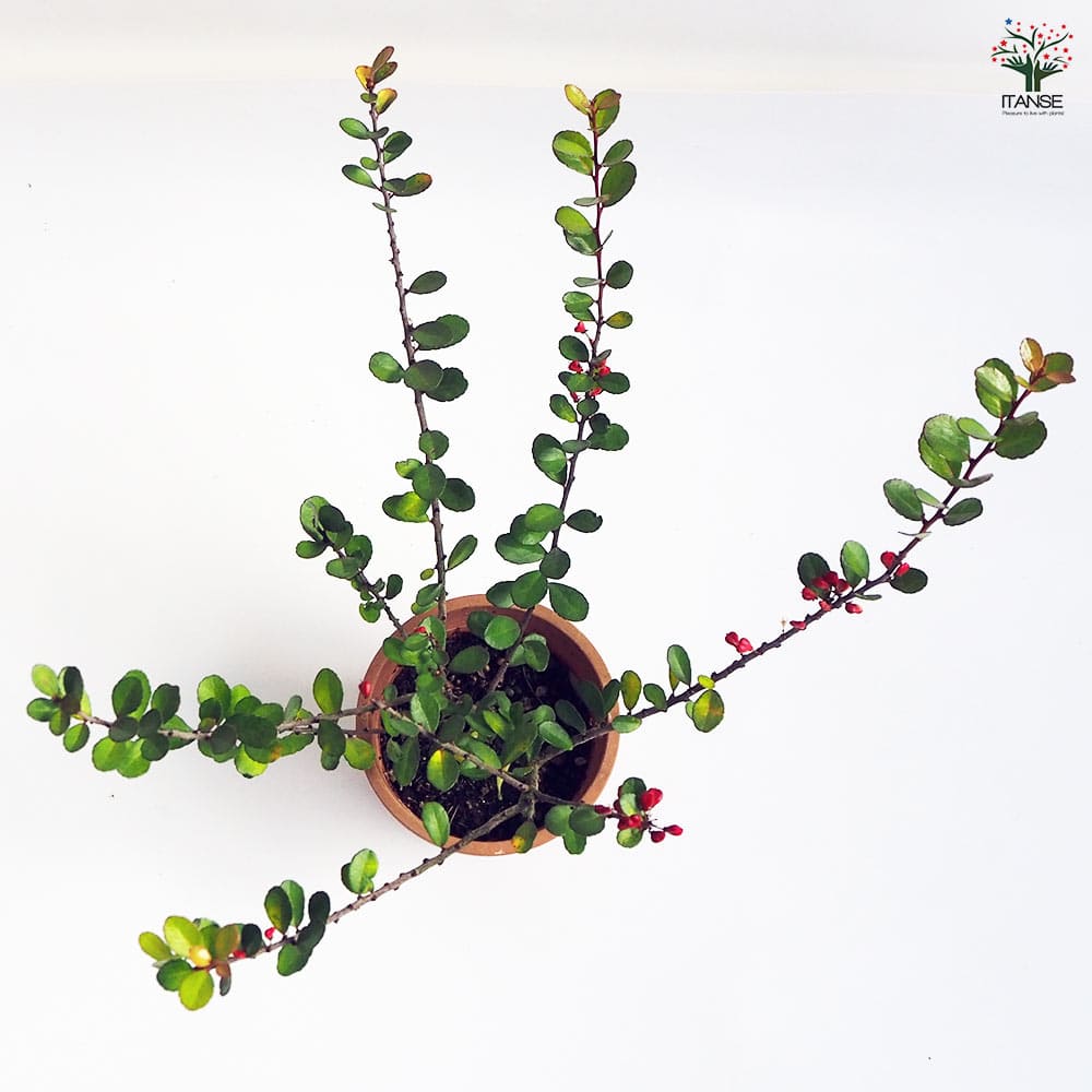 ハリツルマサキ 【花木苗 4号鉢】｜ 【植物のITANSE】全品送料