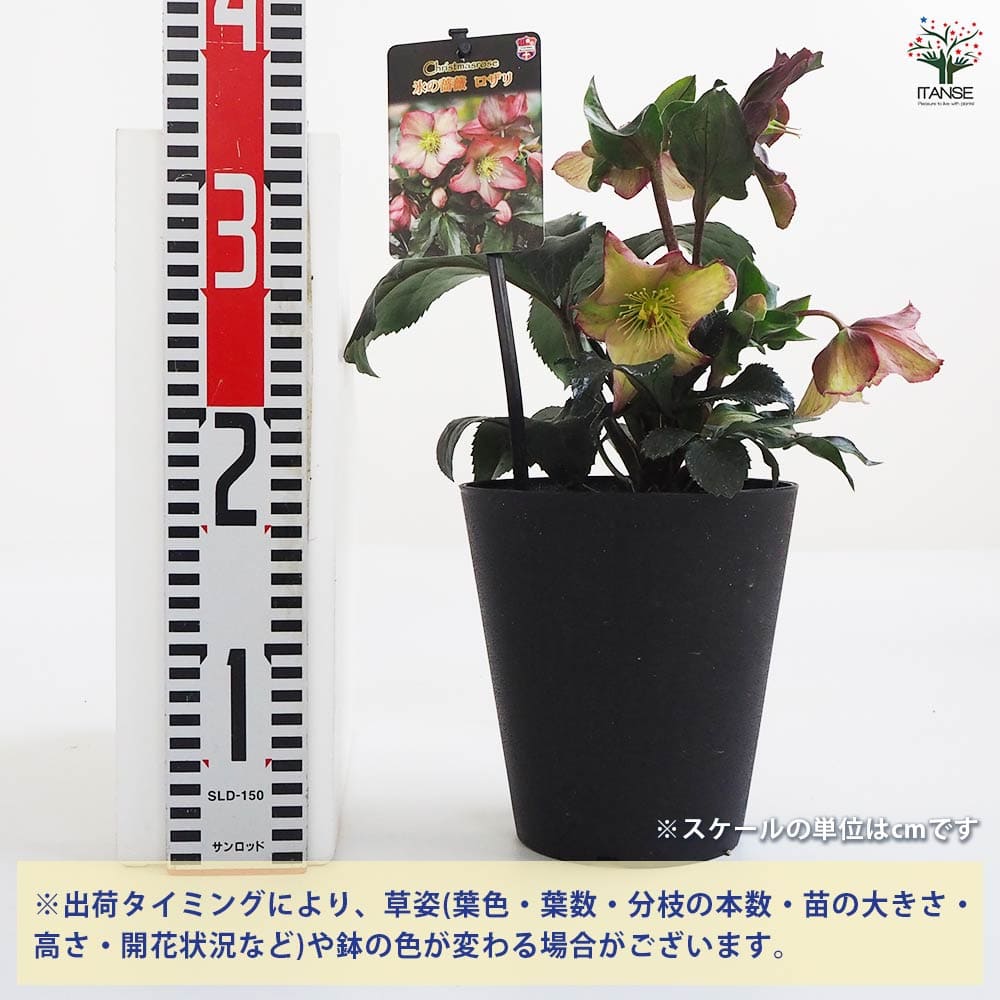 クリスマスローズ ロザリ 【花苗 5号鉢／1個売り】｜ 【植物の