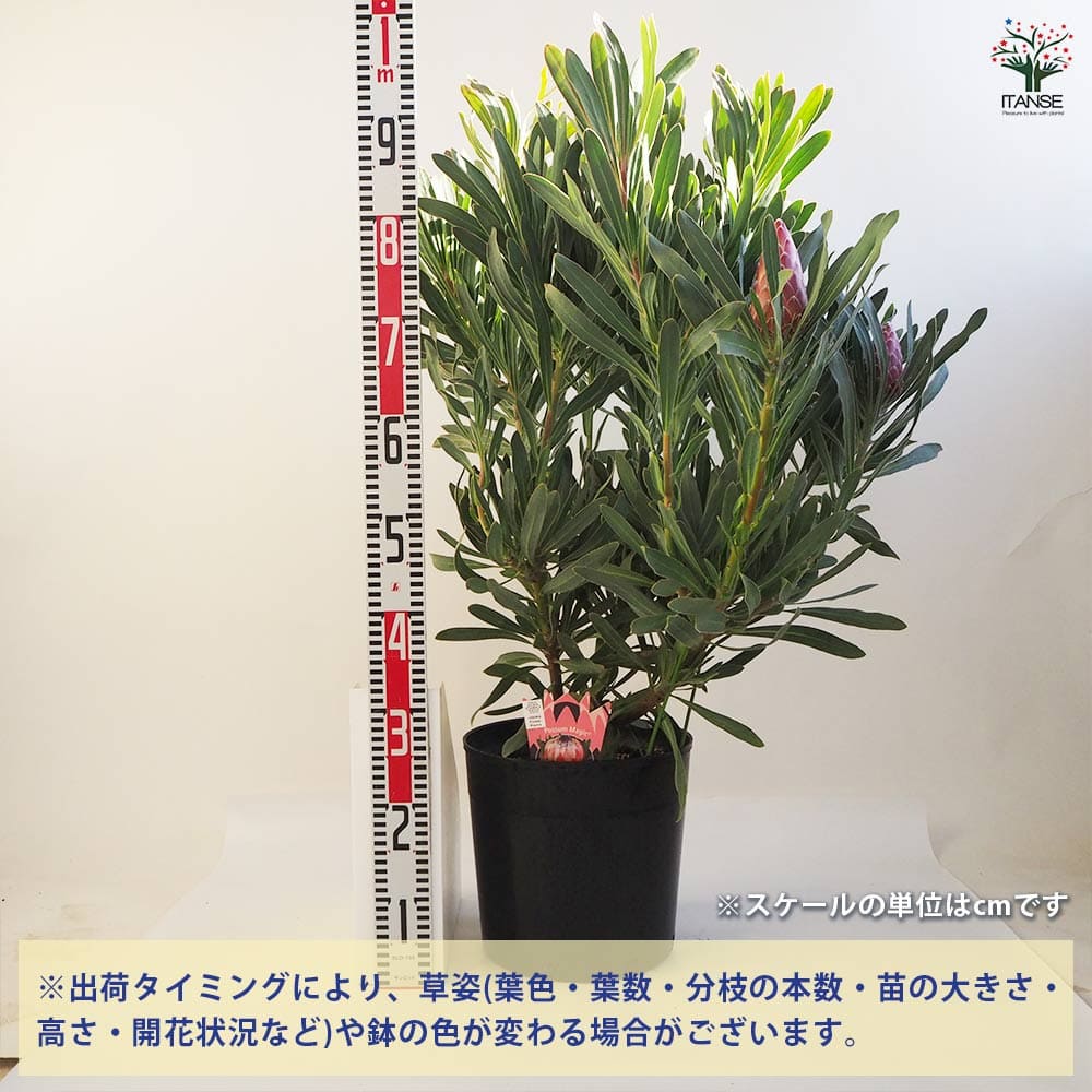 プロテア ポッサムマジック大苗 【花木苗 9号鉢／1個売り】｜ 【植物の