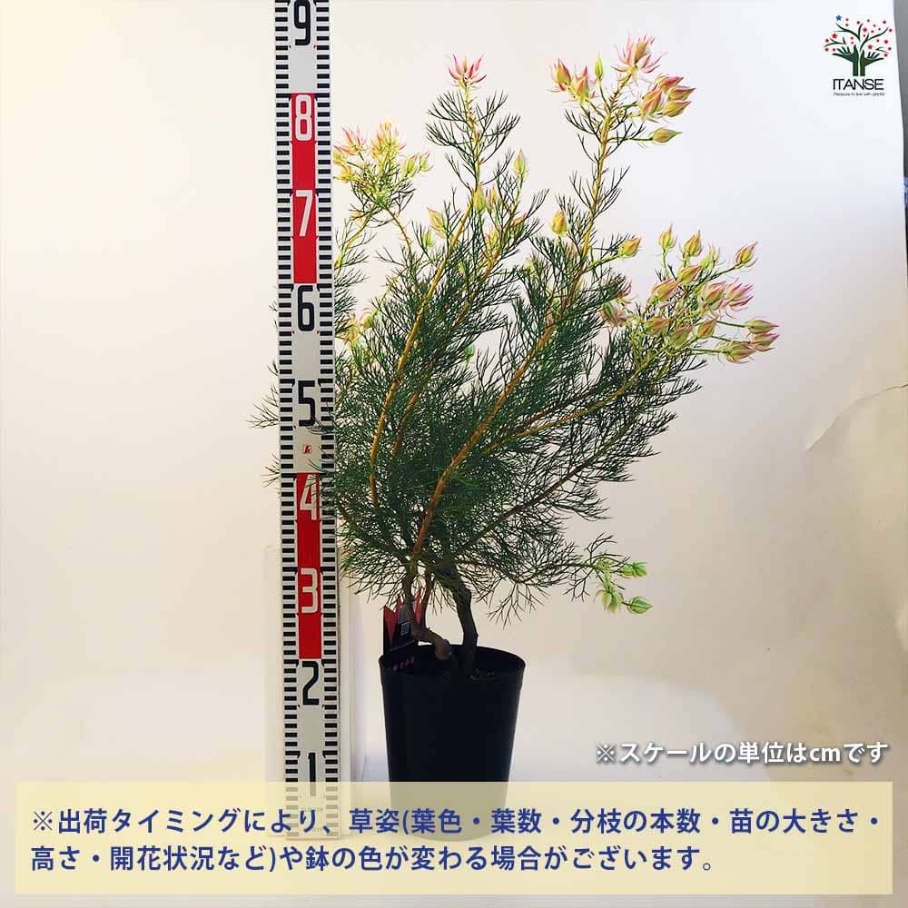 セルリア プリティピンク 【花木苗 6号鉢／1個売り】｜ 【植物の