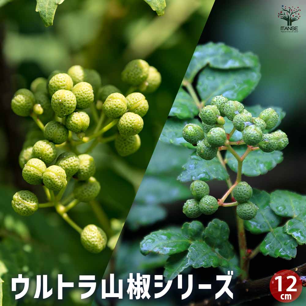 山椒の苗木 ウルトラ山椒シリーズ 【果樹の苗木 12cmポット】｜ 【植物