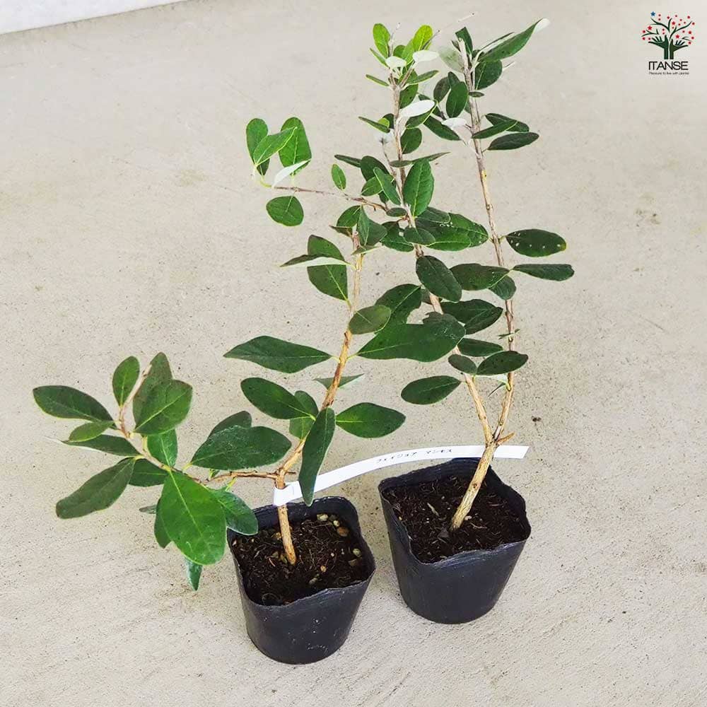 フェイジョア マンモス 【果樹の苗 10.5cm 1年生挿し木苗】｜ 【植物の