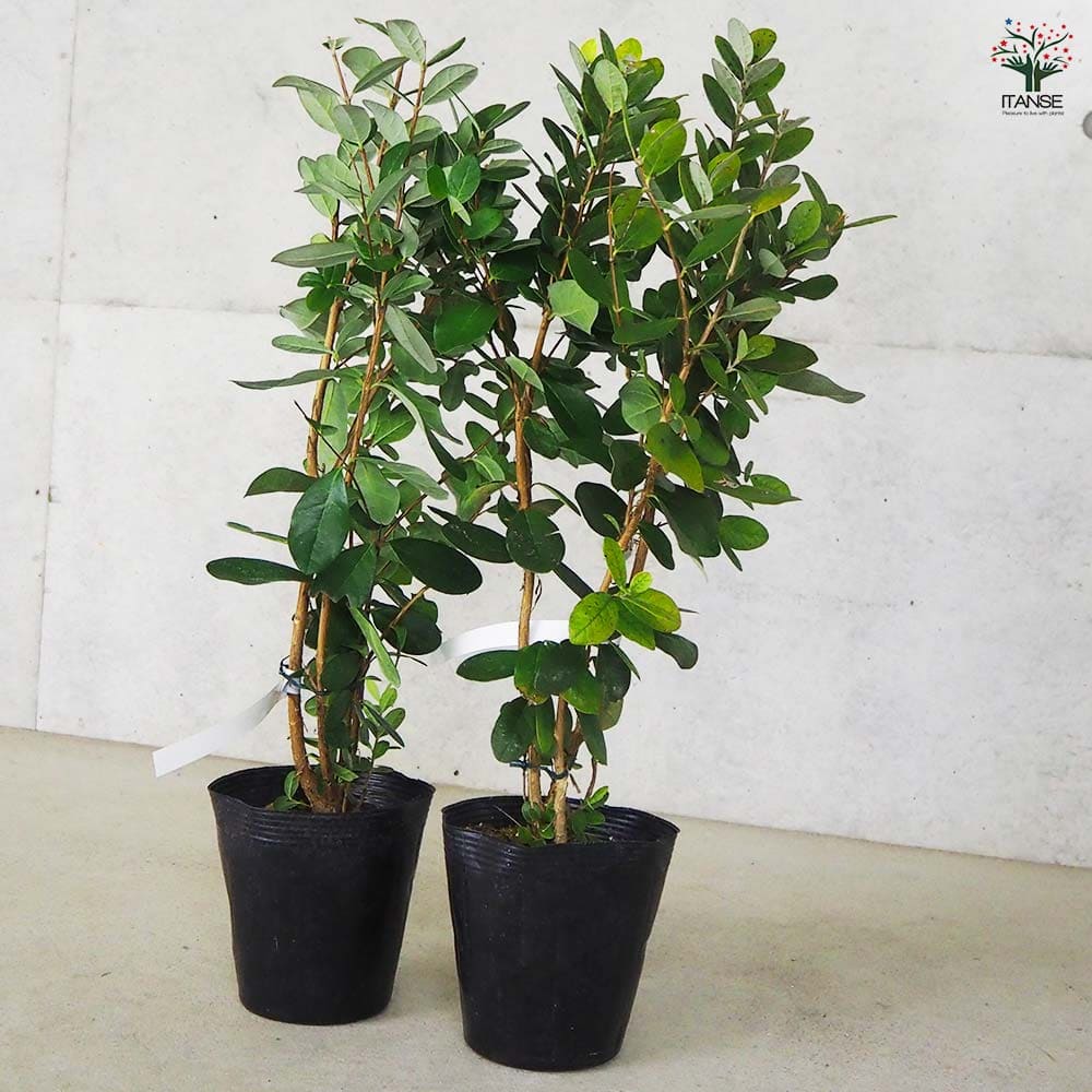 フェイジョア アポロ 【果樹の苗木 15cm 3年生挿し木苗】｜ 【植物の