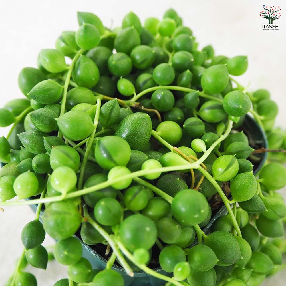 多肉植物 グリーンネックレス 【多肉植物 3号ポット】｜ 【植物の