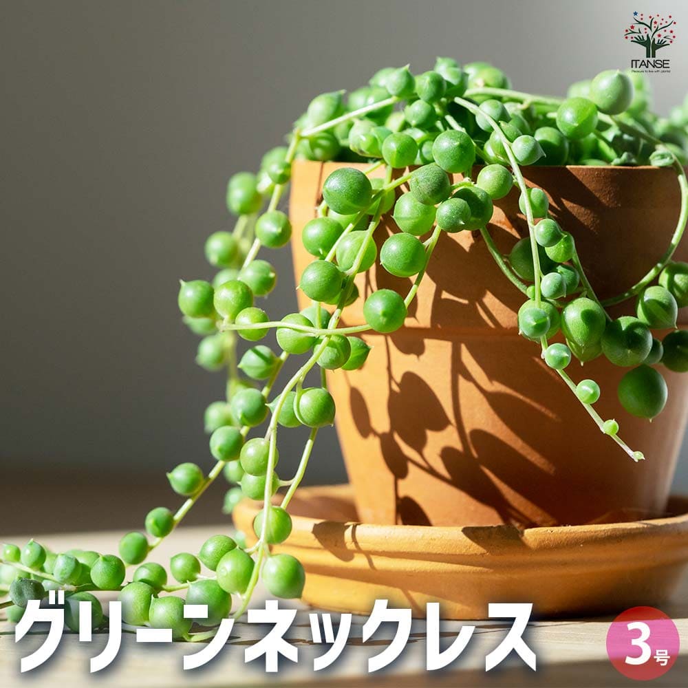 多肉植物 グリーンネックレス 【多肉植物 3号ポット】｜ 【植物の
