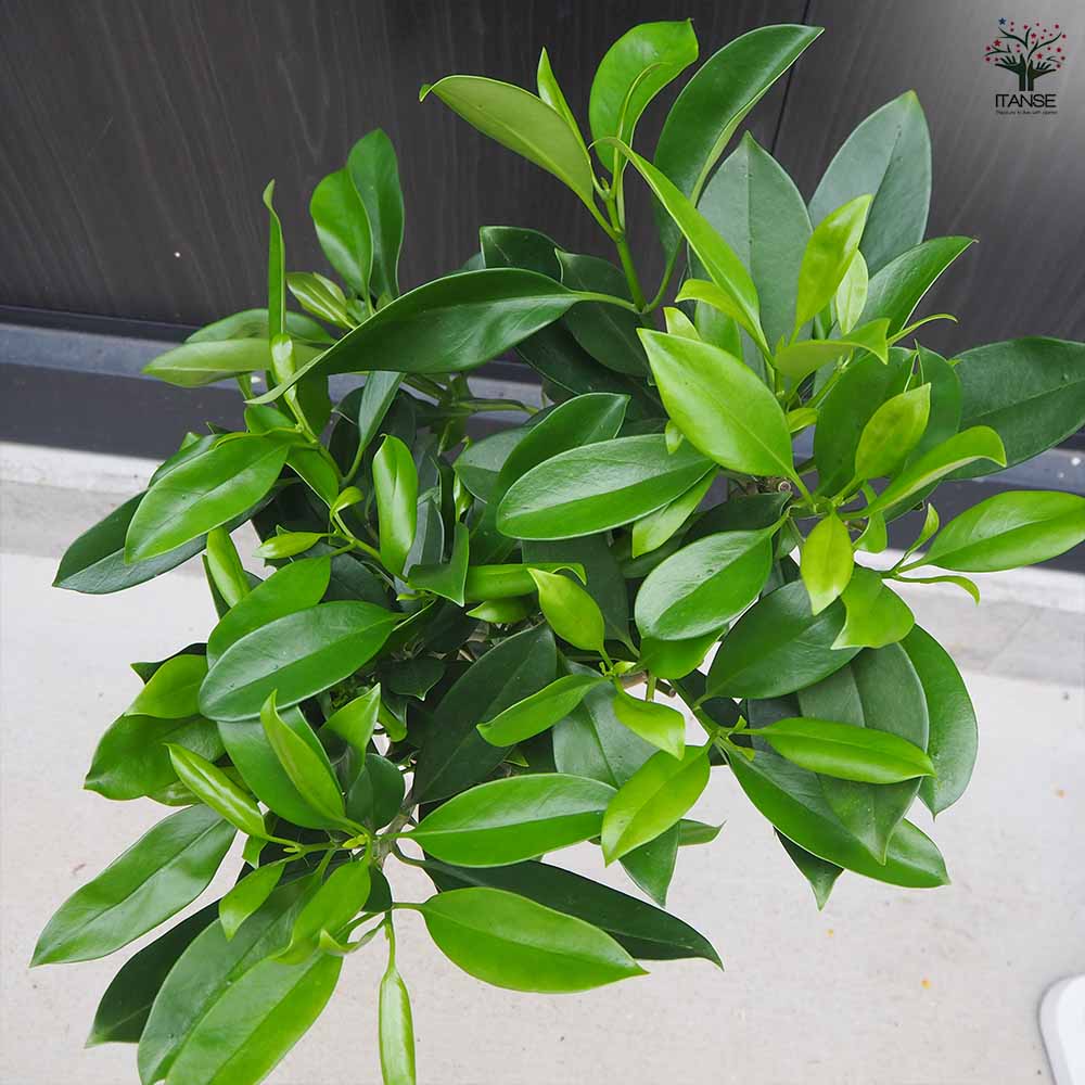 フィカス ファグラエア 皿付き 【観葉植物 8号鉢／1個売り】｜ 【植物