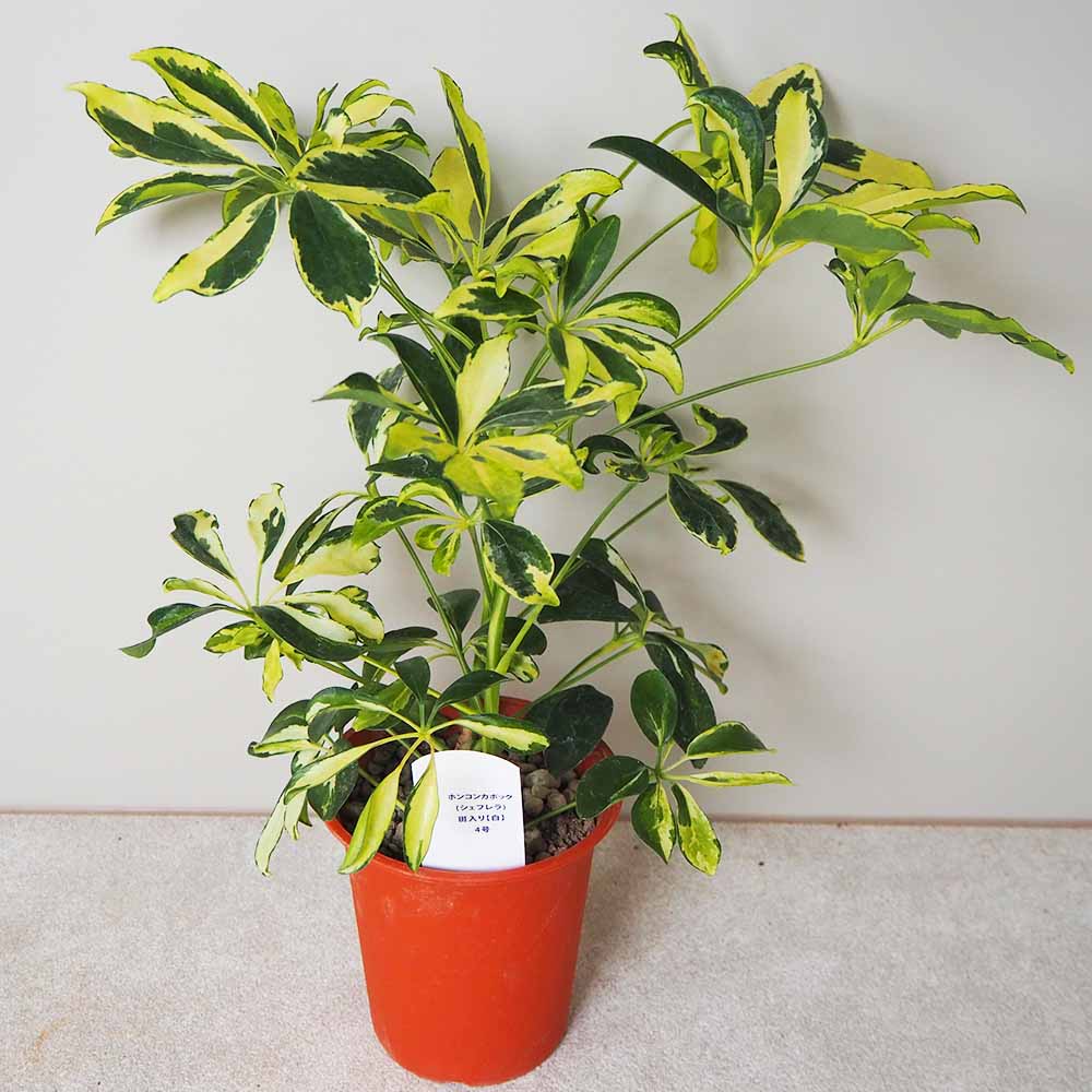 ホンコンカポック(シェフレラ) 斑入り【白】 【観葉植物 4号鉢