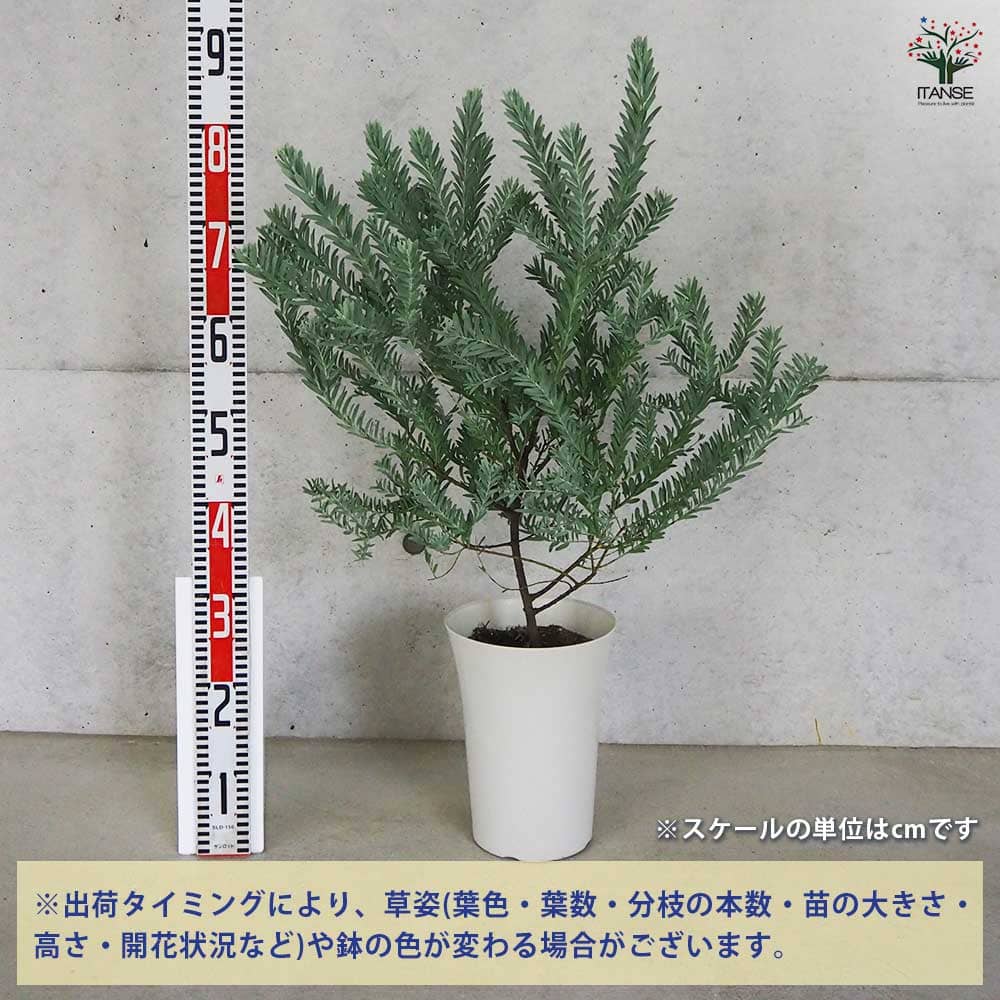 アカシア ブルーブッシュ 【花木苗 8号鉢／1個売り】｜ 【植物の