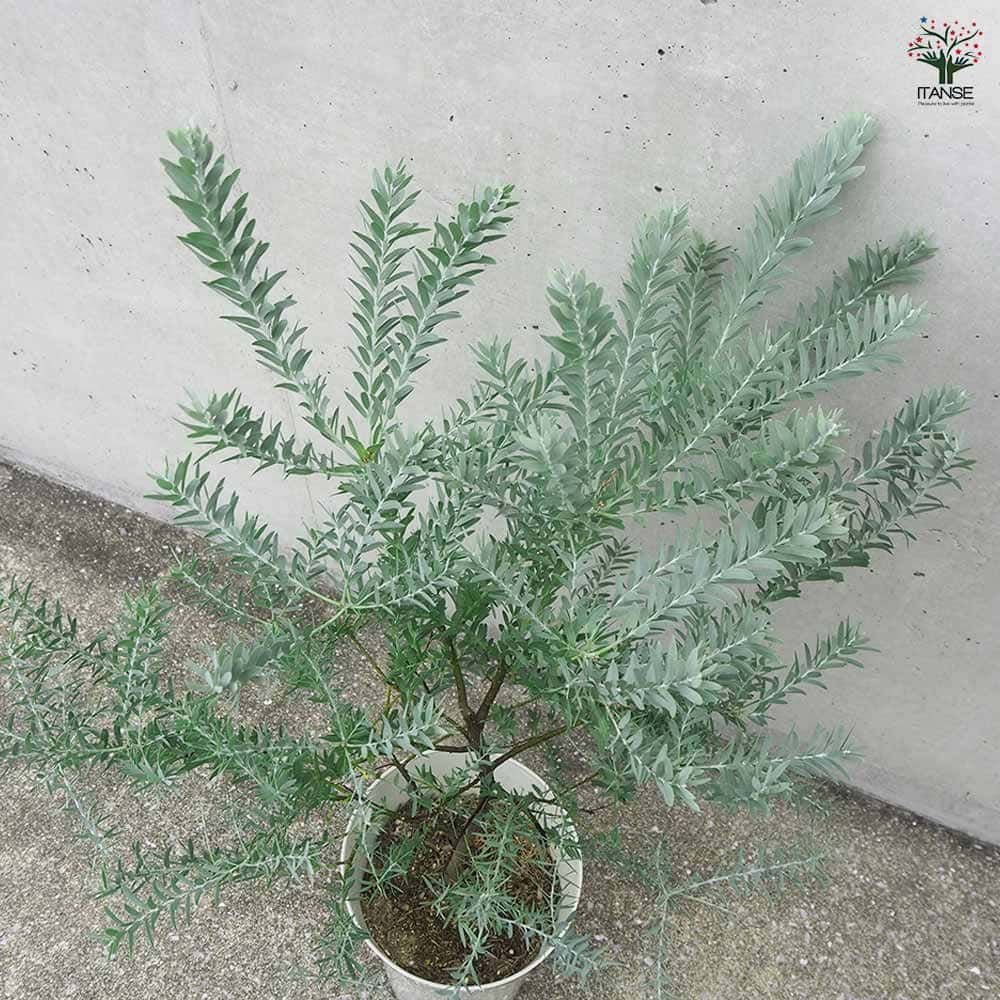 アカシア ブルーブッシュ 【花木苗 8号鉢／1個売り】｜ 【植物の