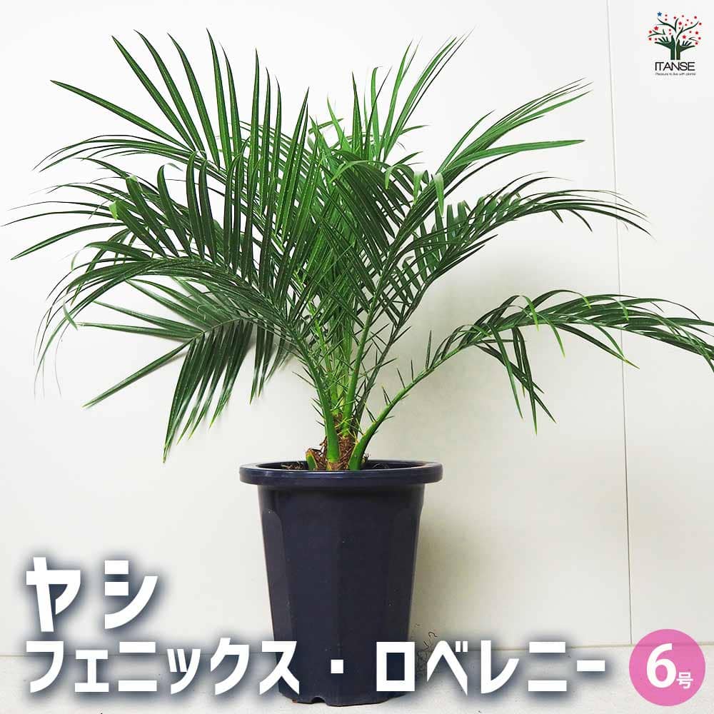 ヤシ フェニックス・ロベレニー 【観葉植物 6号鉢／1個売り】｜ 【植物