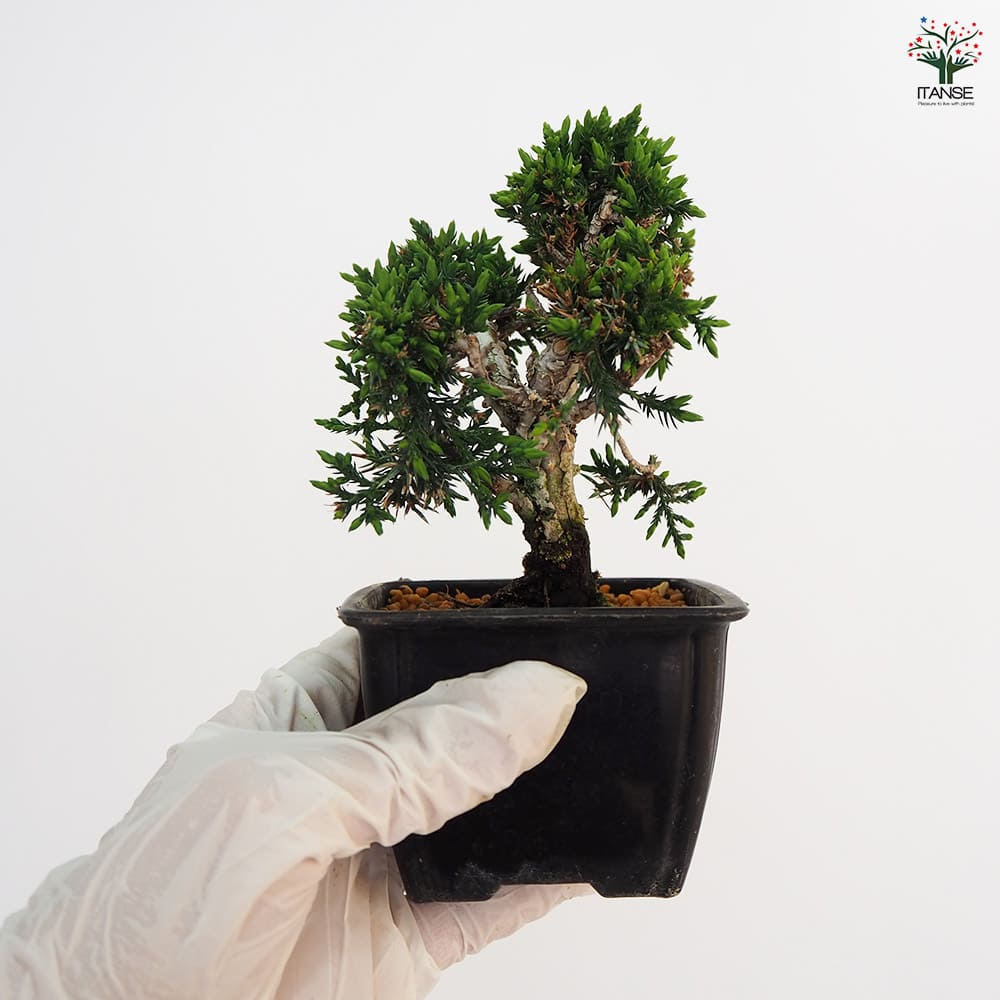 シンパク 【盆栽 3号】｜ 【植物のITANSE】全品送料無料・即出荷!
