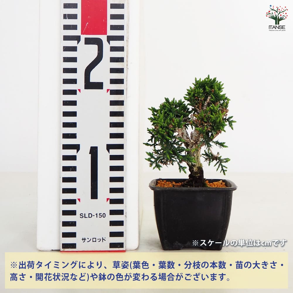 シンパク 【盆栽 3号】｜ 【植物のITANSE】全品送料無料・即出荷!