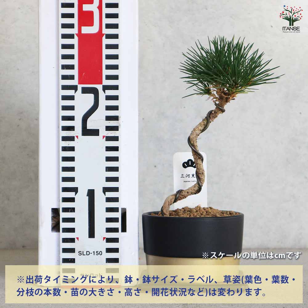 三河松 鉢色：黒 【盆栽 4号／1個売り】｜ 【植物のITANSE】全品
