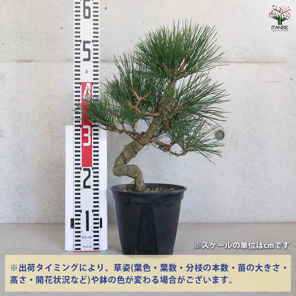 黒松 曲がり 【庭木 7号／1個売り】｜ 【植物のITANSE】全品送料