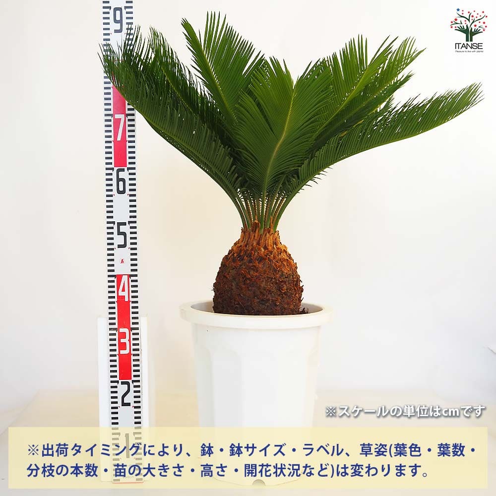 ソテツ 【観葉植物 10号／1個売り】｜ 【植物のITANSE】全品送料