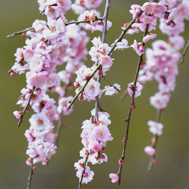 雲竜梅(ウンリュウバイ) 【庭木 8号鉢／1個売り】｜ 【植物の