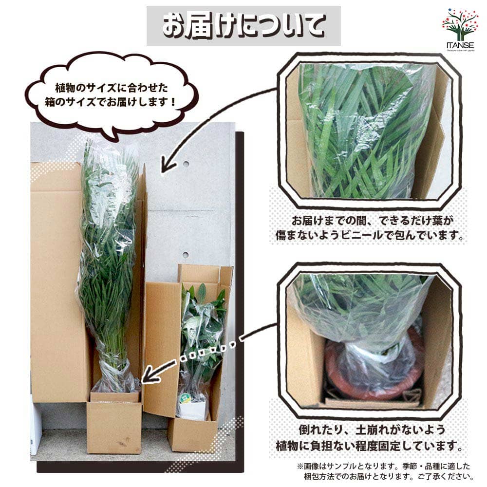 コルディリネ キウイ 【観葉植物 4号】｜ 【植物のITANSE】全品