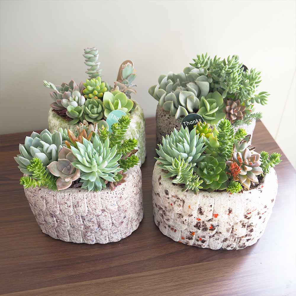 多肉寄せ植え フリルズシリーズ 【多肉植物】｜ 【植物のITANSE