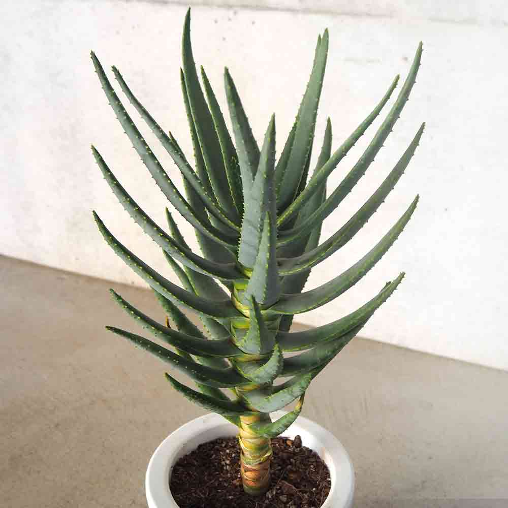 アロエ ディコトマ 【多肉植物 6号／1個売り】｜ 【植物のITANSE