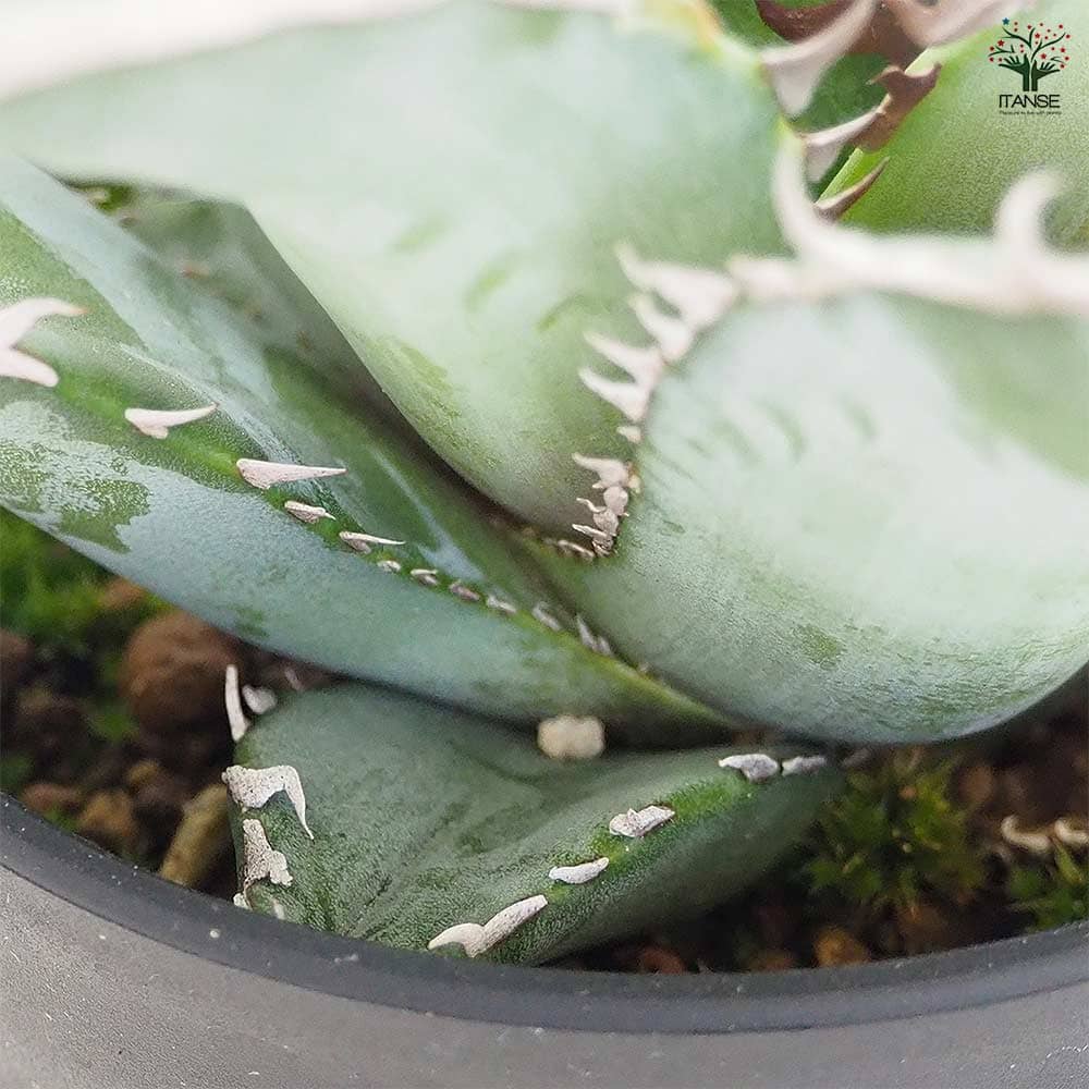 アガベ オテロイ 【多肉植物 3.5号／1個売り】｜ 【植物のITANSE