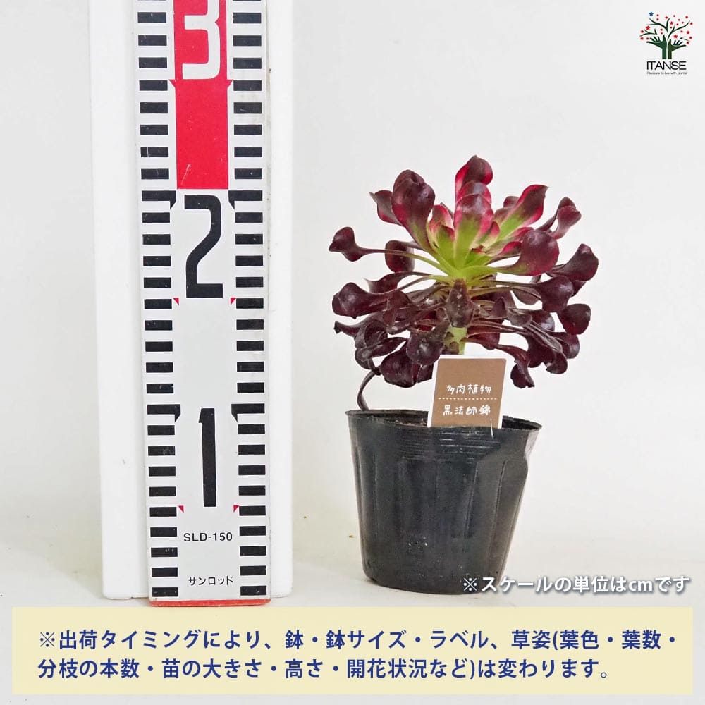 黒法師錦(クロホウシニシキ) 【多肉植物 3.5号】｜ 【植物の
