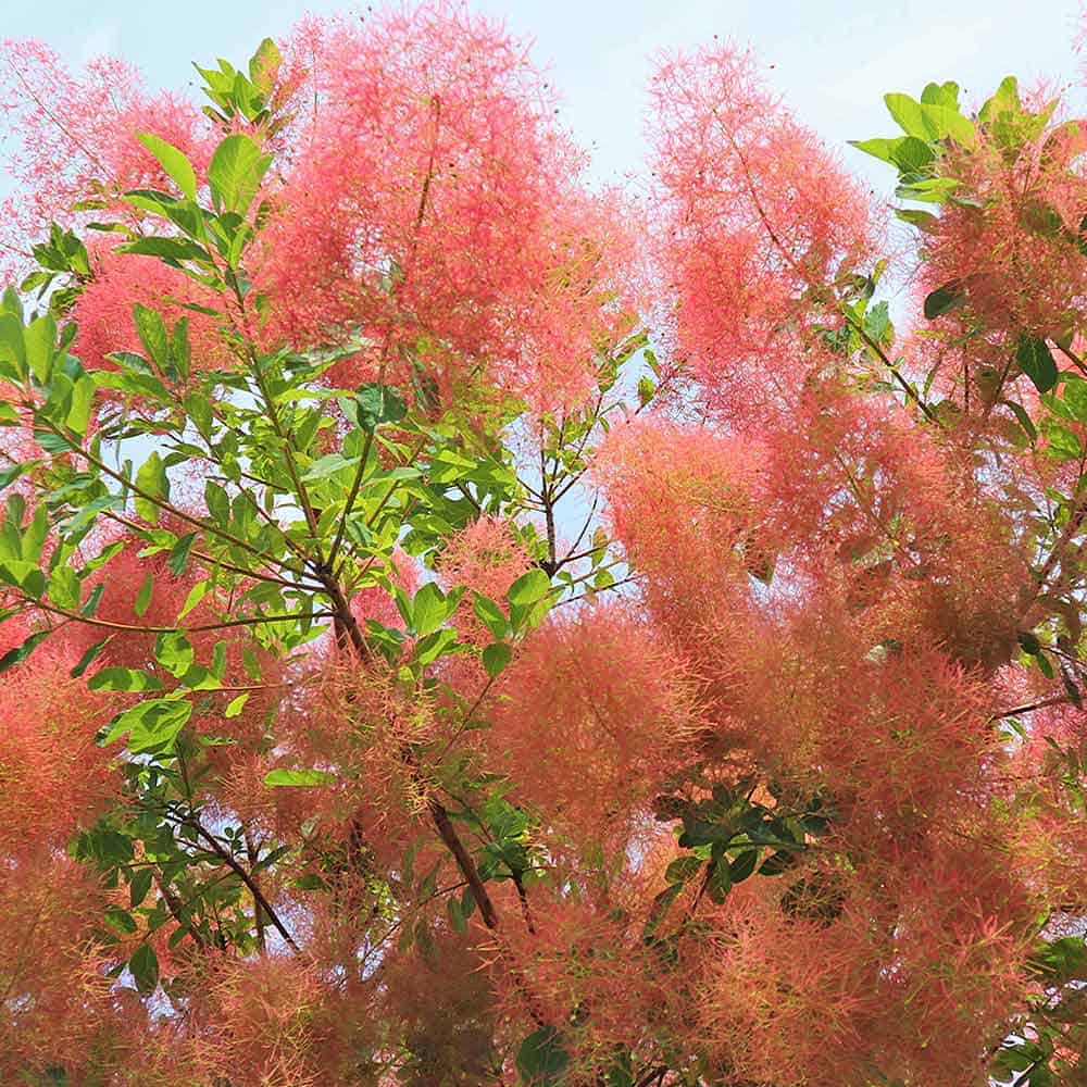 スモークツリー ダスキーメイデン 【花木苗 8号／1個売り】｜ 【植物の