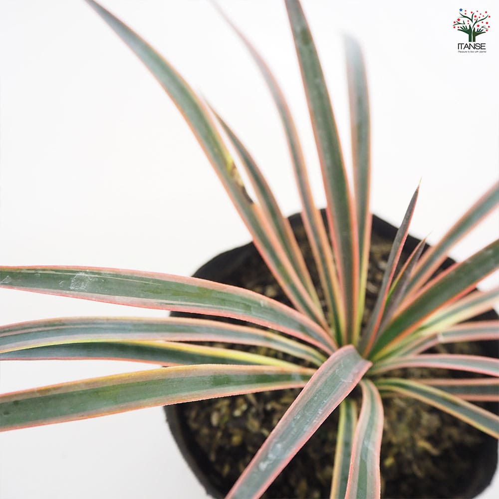 観葉植物 ユッカ アロイフォリア 【観葉植物 5号／1個売り】｜ 【植物