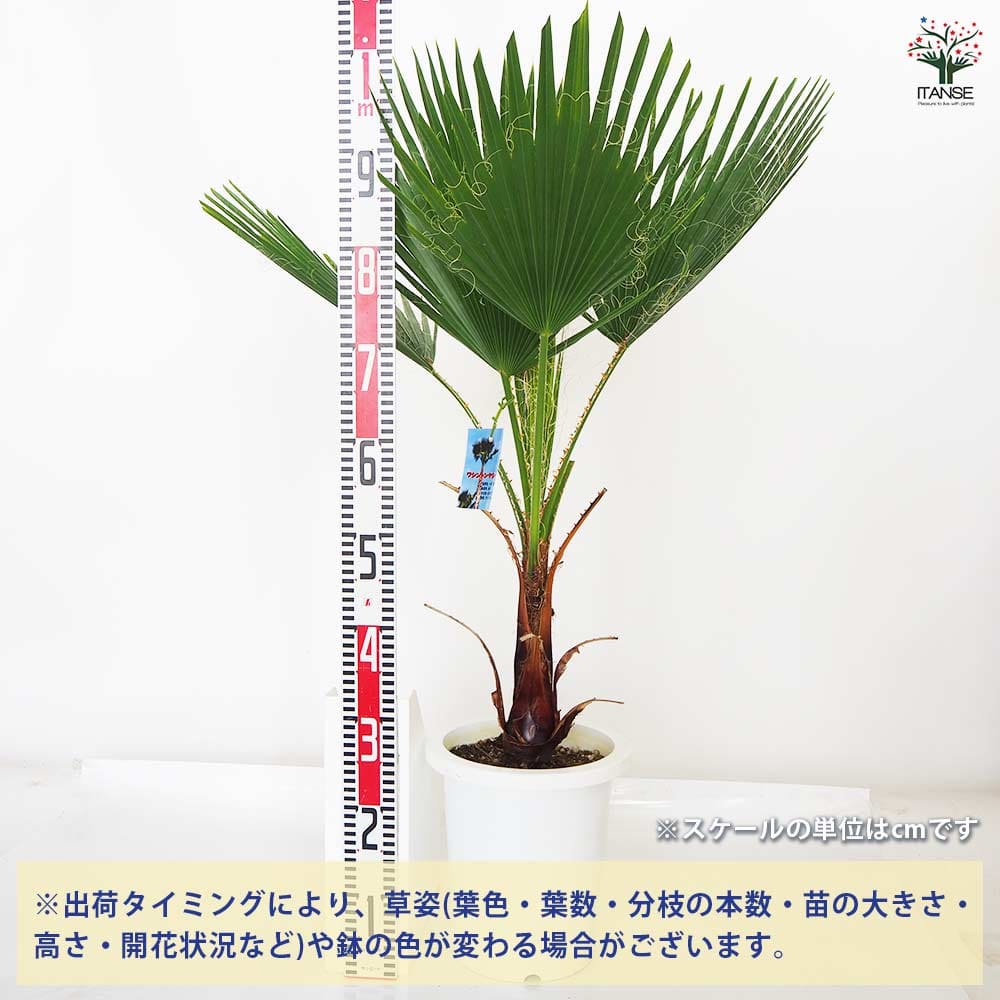 観葉植物 ワシントンヤシ 【観葉植物 8号／1個売り】｜ 【植物の