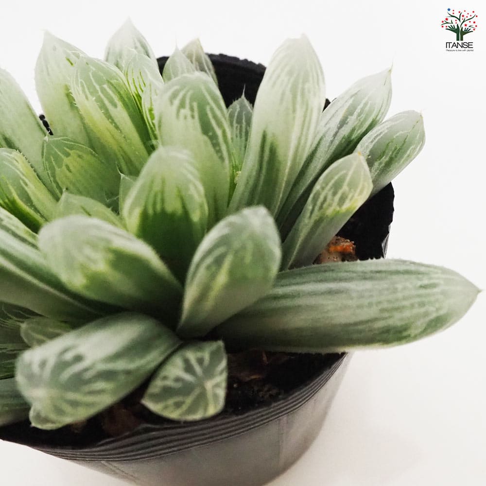 ハオルチア ピリフェラ錦 【多肉植物 2.5号ポット】｜ 【植物の