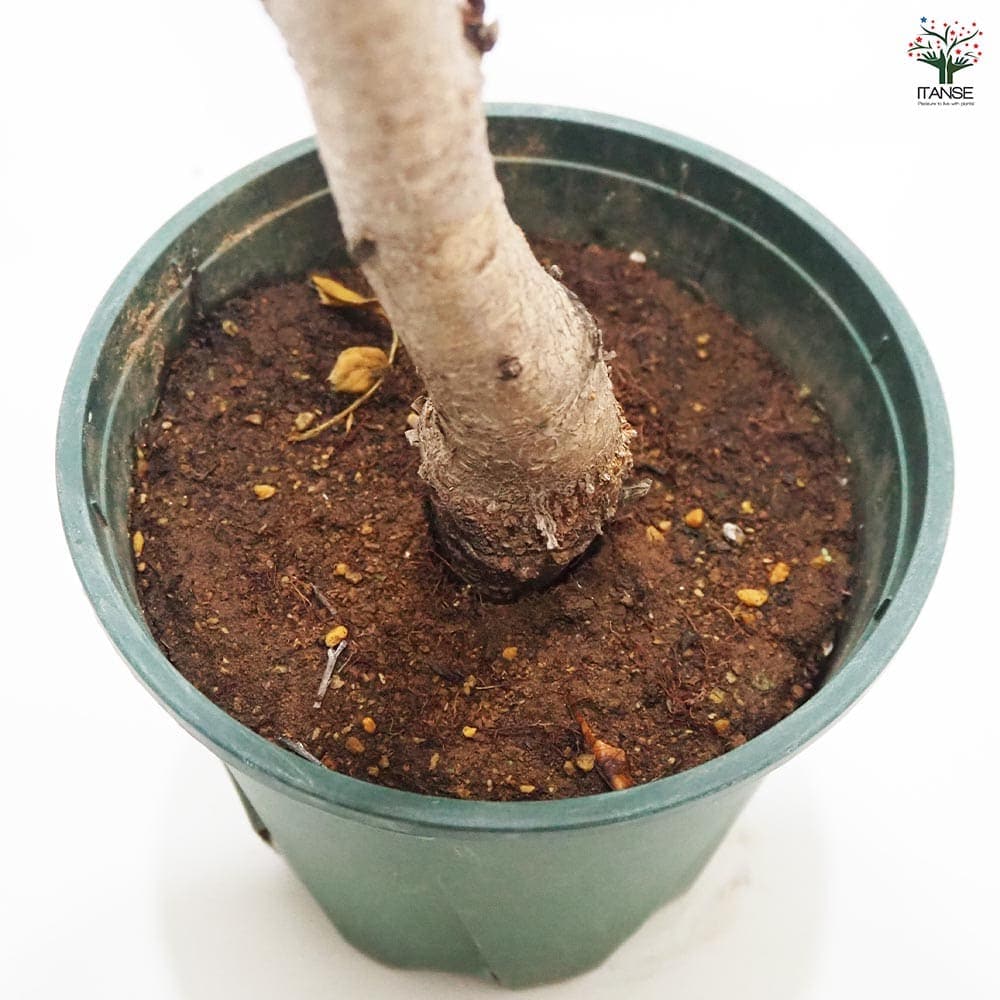 花桃の苗木 照手姫 紅 【花木苗 6号／1個売り】｜ 【植物の