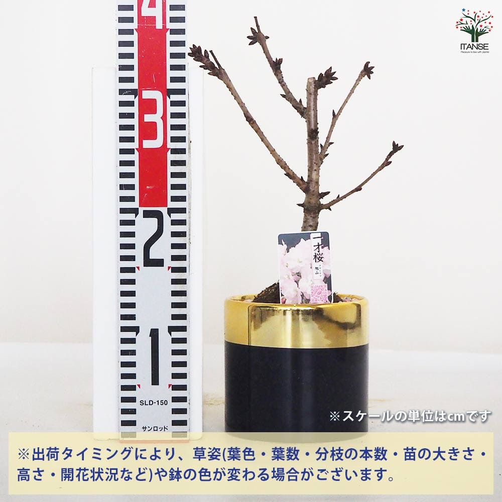 桜の苗木 旭山桜 青金鉢 【花木苗 4号／1個売り】｜ 【植物の