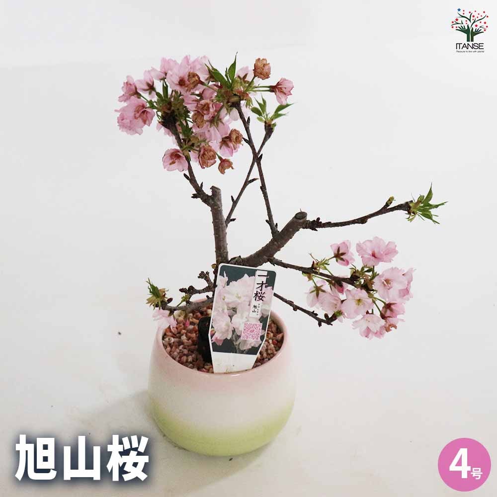桜の苗木 旭山桜 桃白緑鉢 【花木苗 4号／1個売り】｜ 【植物の