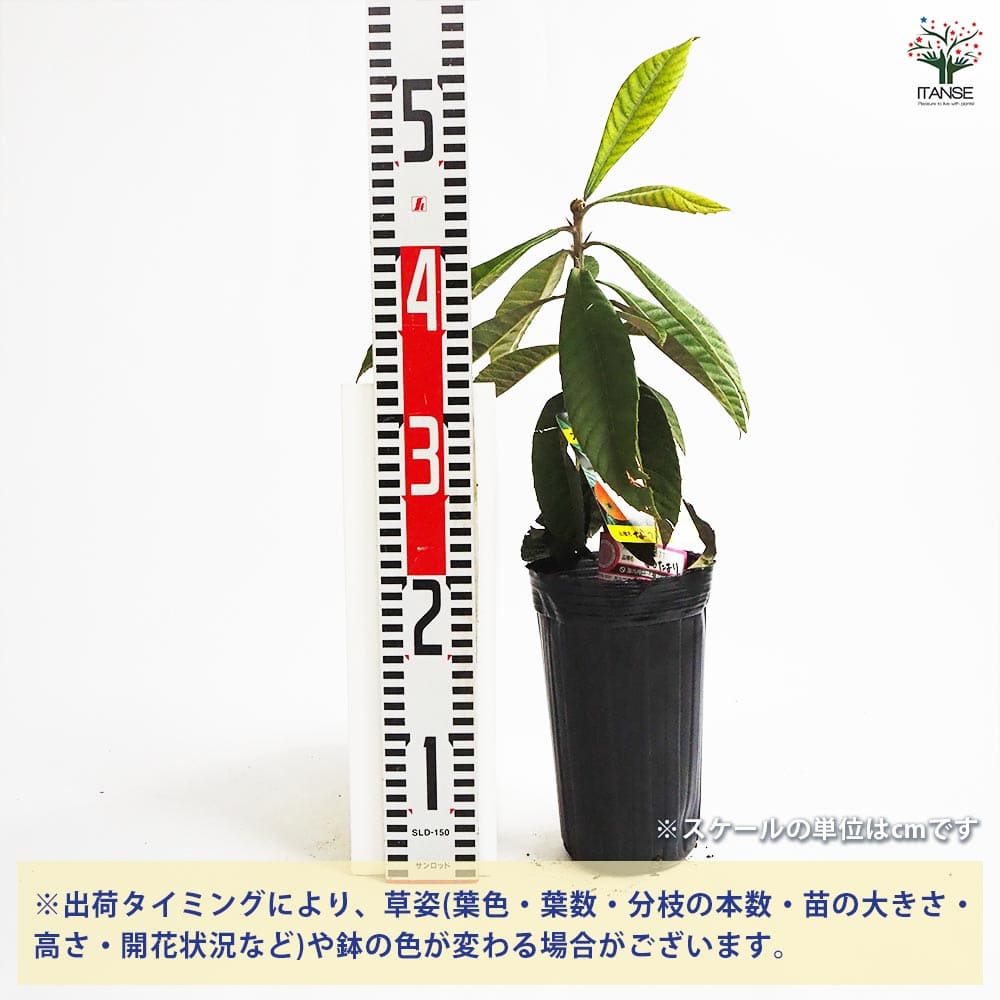 枇杷(びわ)の苗木 なつたより 【果樹の苗木 4号／1個売り】｜ 【植物の
