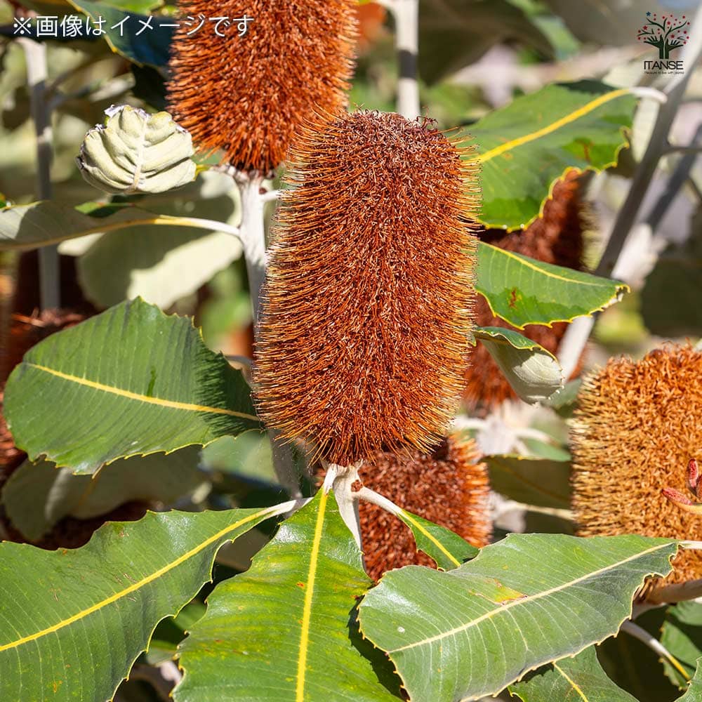 バンクシア ロブル 【花木苗 4号／1個売り】｜ 【植物のITANSE