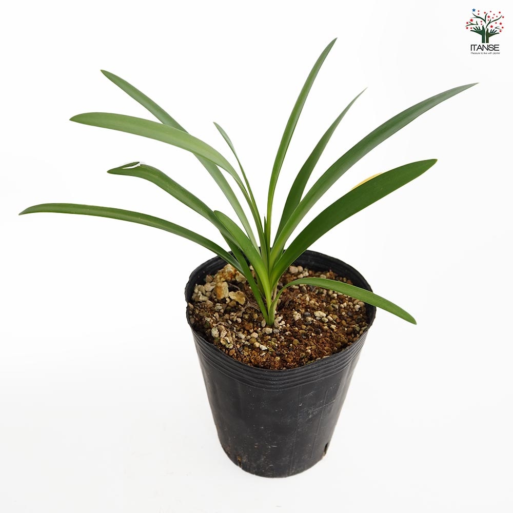 アガパンサス ファイアーワークス 【花苗 4号／1個売り】｜ 【植物の