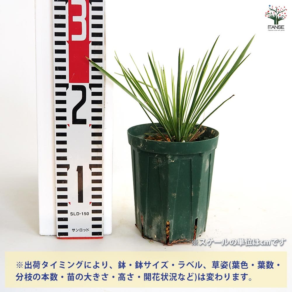 ユッカ リネアリフォリア リニアリーフ 【観葉植物 4号／1個売り