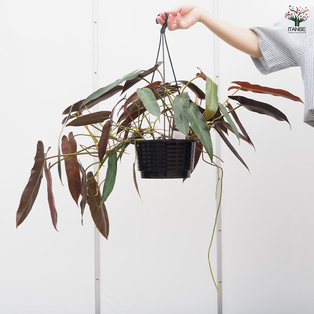 フィロデンドロン アタバポエンセ 【観葉植物 6号／1個売り】｜ 【植物