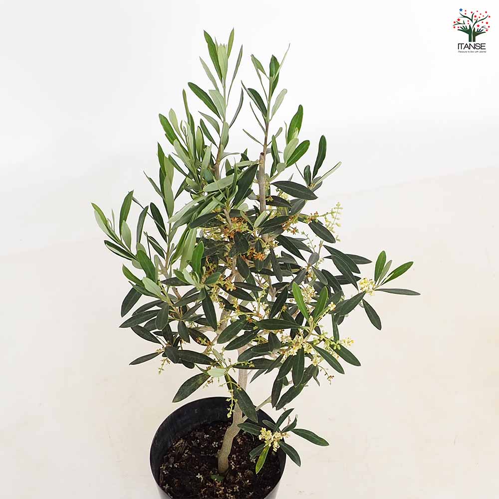 オリーブ シプレッシーノ 【果樹の苗木 5号／1個売り】｜ 【植物の