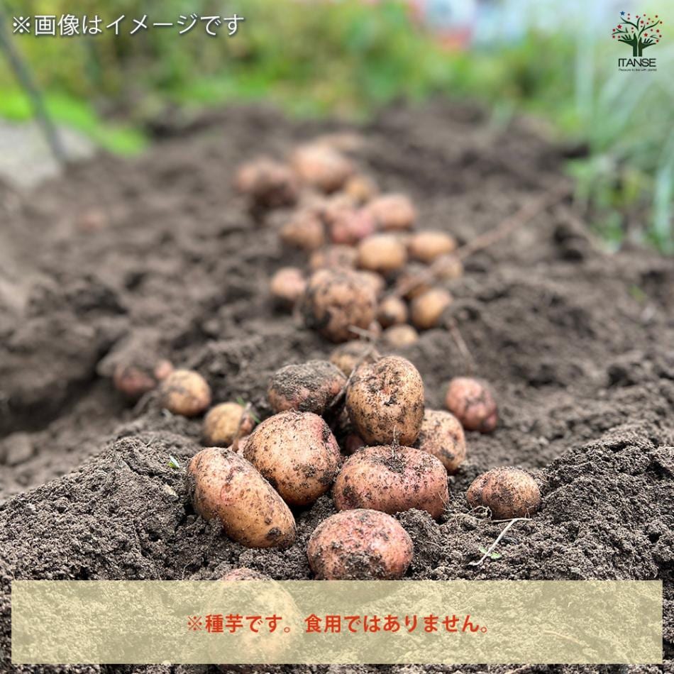 じゃがいもの種芋 ワセシロ 【野菜種芋 】｜ 【植物のITANSE