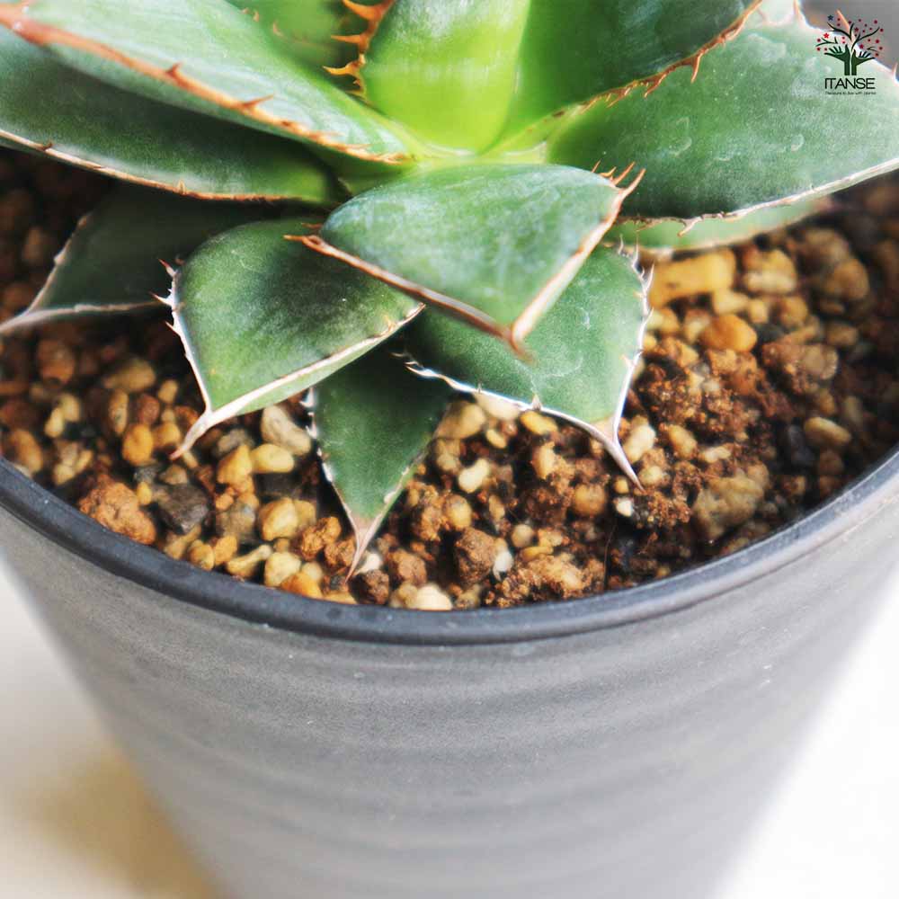 アガベ ホリダ 【多肉植物 3.5号／1個売り】｜ 【植物のITANSE