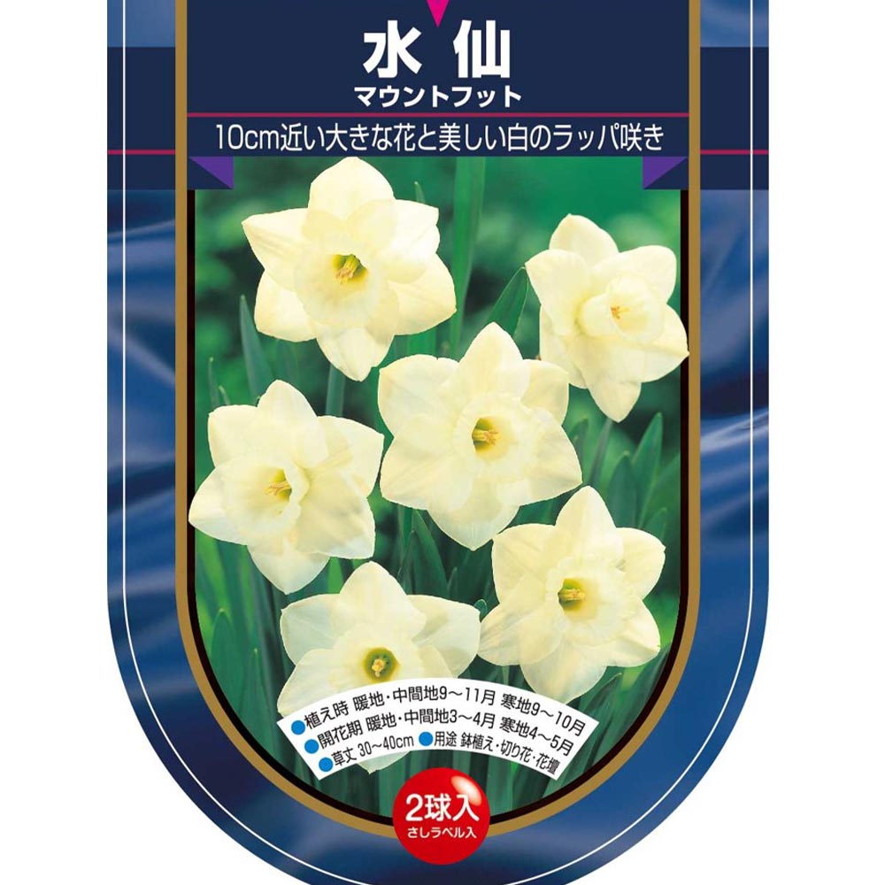 球根 水仙ラッパ咲き マウントフット 【花球根 2球】｜ 【植物の
