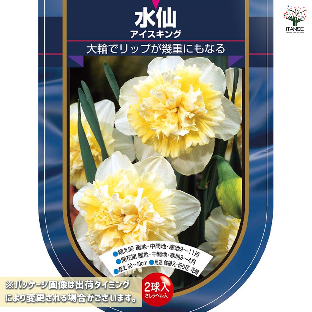 球根 水仙八重咲き アイスキング 【花球根 2球】｜ 【植物の