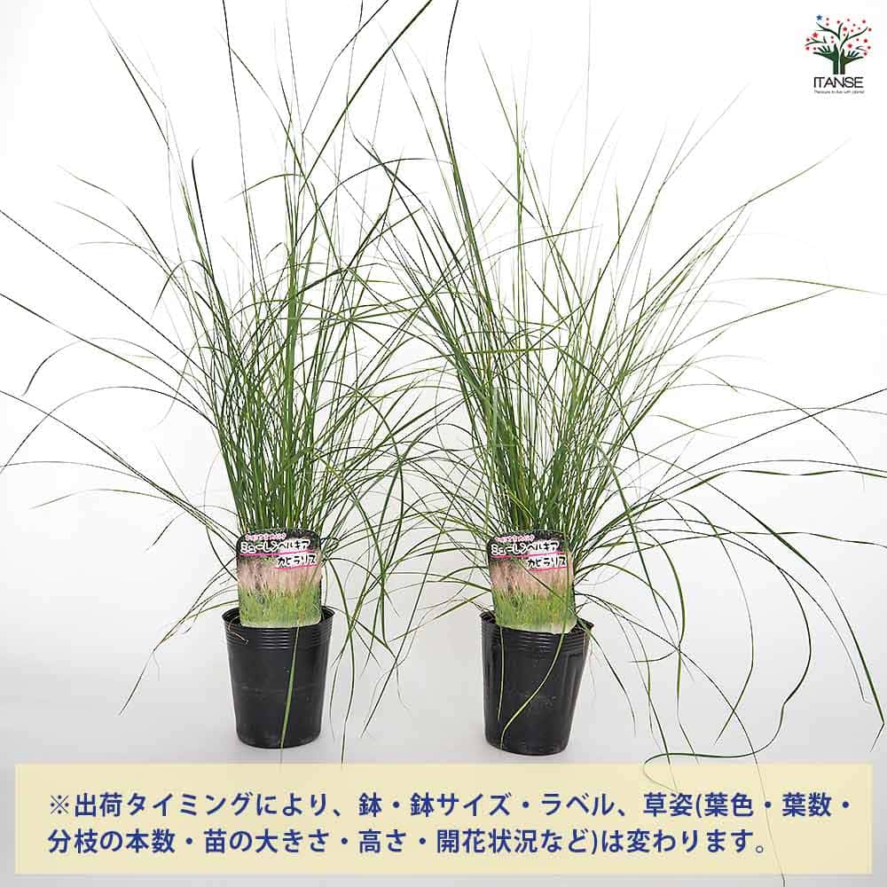 ミューレンベルギア カピラリス 【花苗 3.5号】｜ 【植物の