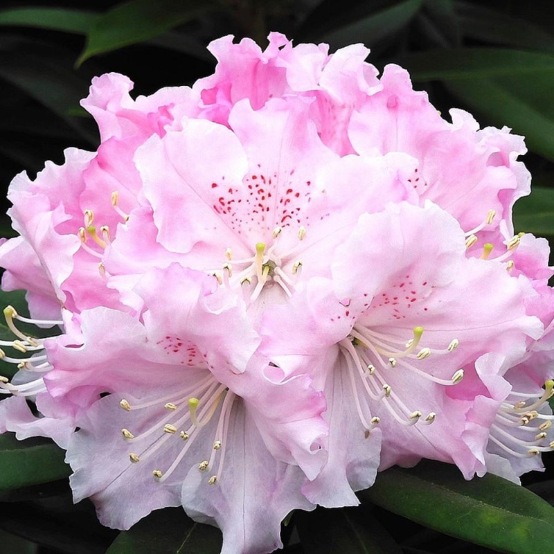 球根 八重咲きチューリップ アンジェリケ 【花球根 5球／1個売り