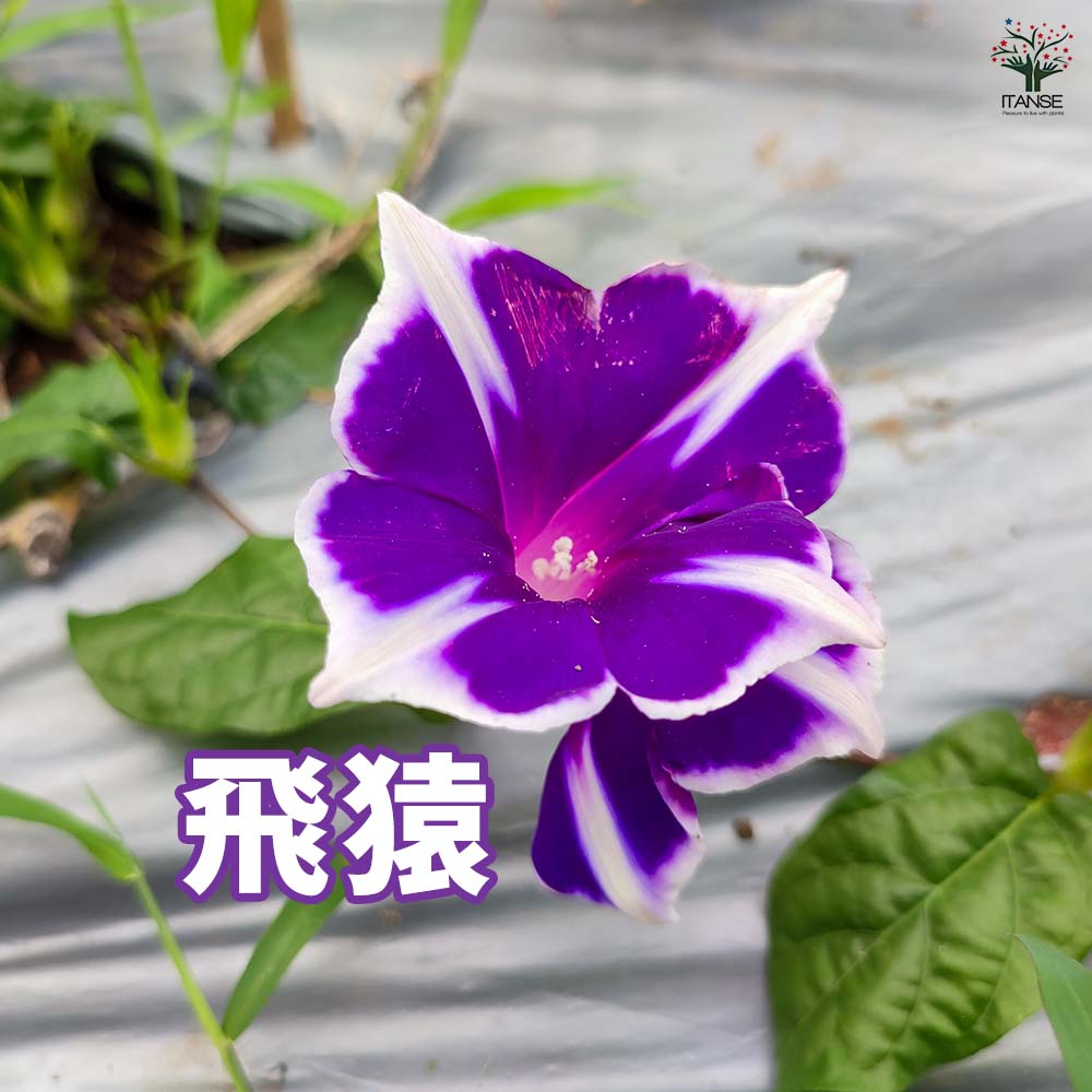 朝顔(アサガオ) かざぐるまシリーズ【花苗 3.5号】｜ 【植物の