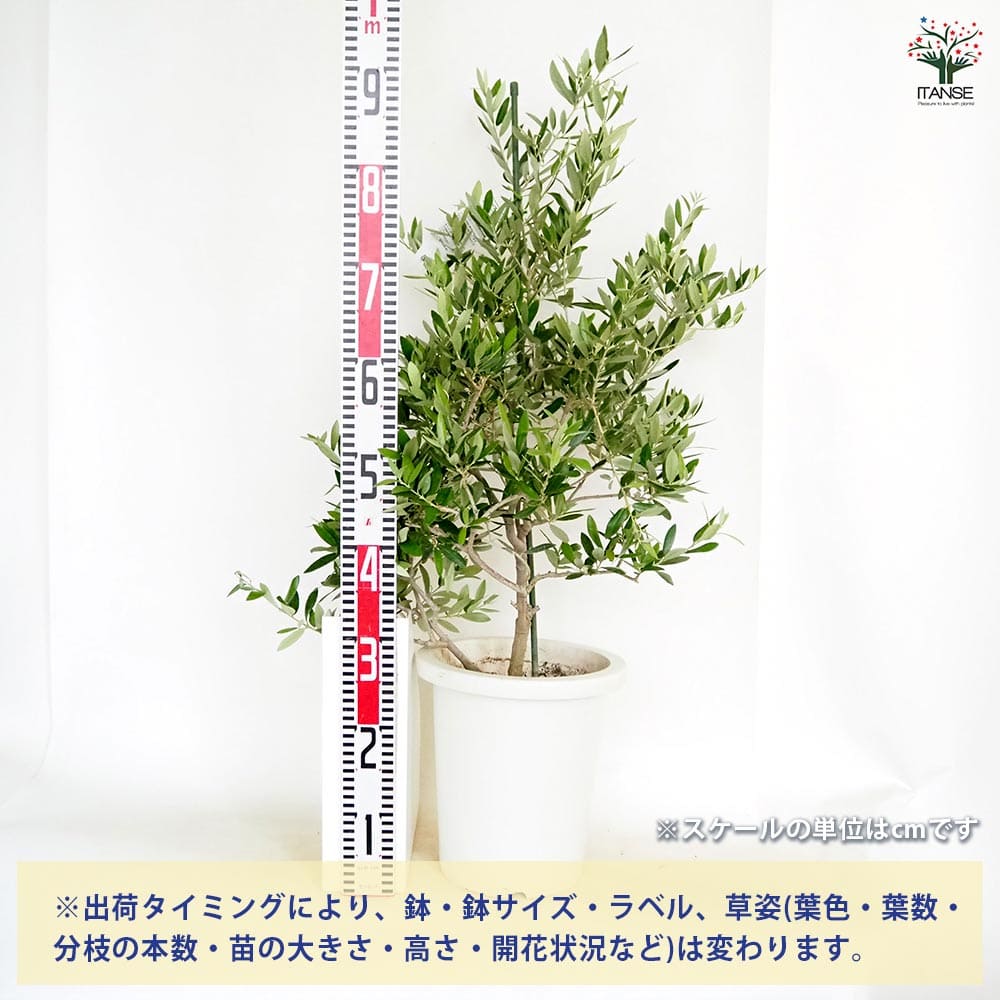 オリーブ ピクアル 【果樹の苗木 8号／1個売り】｜ 【植物の
